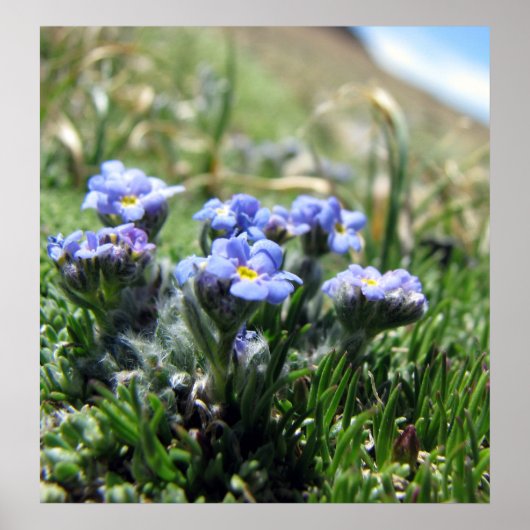 Tiny Alpine Tundra Flowers Poster (Voorkant)