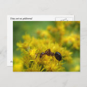 Tiny Ant op Goldenrod Briefkaart (Voorkant / Achterkant)