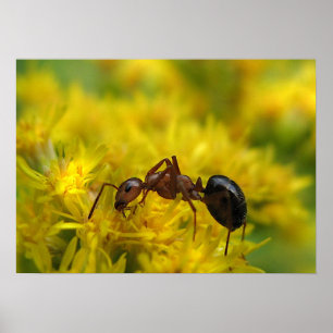Tiny Ant op Goldenrod Poster