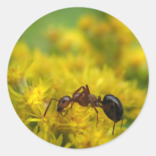 Tiny Ant op Goldenrod Ronde Sticker