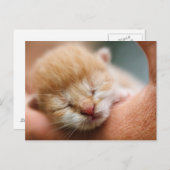 Tiny Baby Kitten Briefkaart (Voorkant / Achterkant)