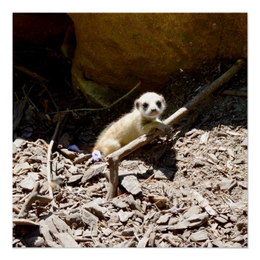 Tiny Baby Meerkat Perfect Poster (Voorkant)