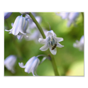 Tiny Bee On Bluebell Flower 10x8 Natuur Foto Afdruk