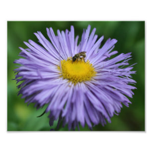 Tiny Bee On Paarse Aster Daisy Flower Natuur 8x10 Foto Afdruk