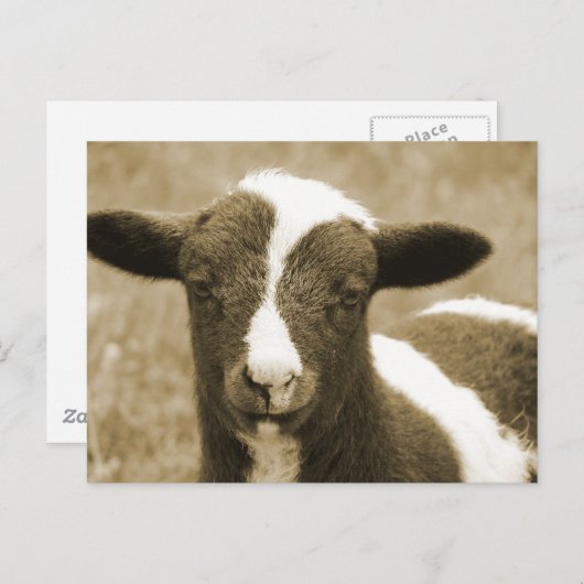 Tiny Briefkaart (Voorkant / Achterkant)