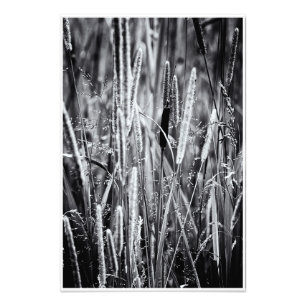 Tiny Bull Rush Marsh Grasses Black en White Foto Afdruk