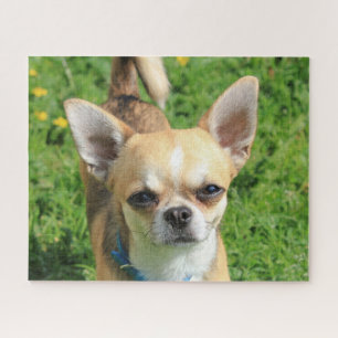 Tiny Chihuahua Puppy Dog Legpuzzel