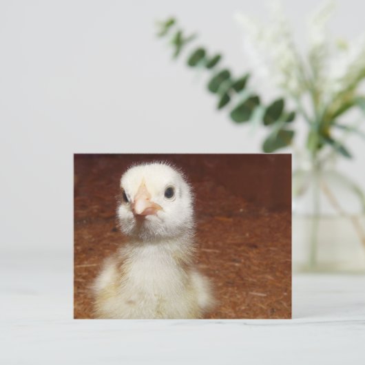 Tiny Day Old Chicken Briefkaart (Staand voorkant)