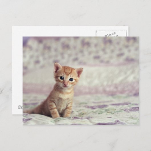 Tiny Ginger Kitten Briefkaart (Voorkant / Achterkant)