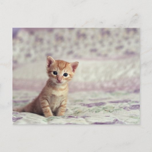 Tiny Ginger Kitten Briefkaart (Voorkant)