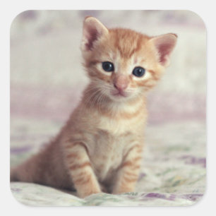 Tiny Ginger Kitten Vierkante Sticker