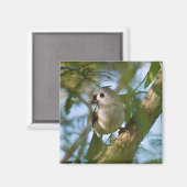 Tiny Guardian: Getufte Titmouse Magneet (Voorkant / Achterkant)