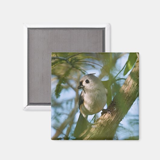 Tiny Guardian: Getufte Titmouse Magneet (Voorkant / Achterkant)