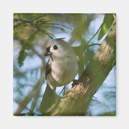 Tiny Guardian: Getufte Titmouse Magneet (Voorkant)