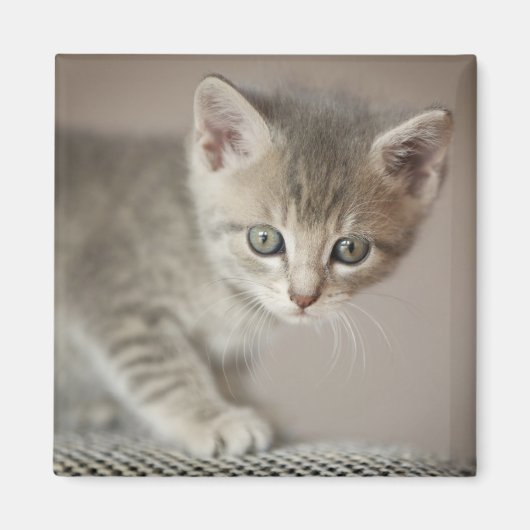 Tiny Kitten Magneet (Voorkant)
