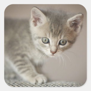 Tiny Kitten Vierkante Sticker