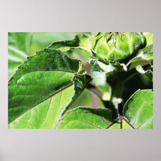 Tiny Mantis Poster (Voorkant)