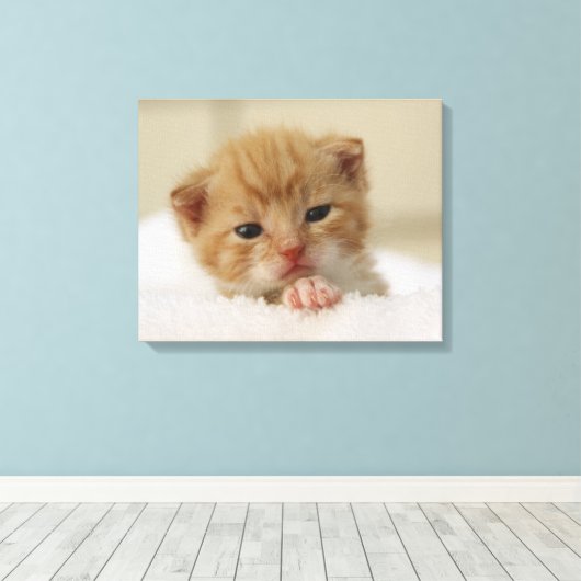 Tiny Oranje Kitten Canvas Afdruk (Insitu (Houten vloer))
