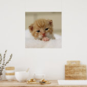 Tiny Oranje Kitten Poster (Keuken)