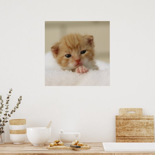 Tiny Oranje Kitten Poster (Keuken)
