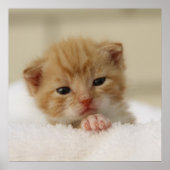 Tiny Oranje Kitten Poster (Voorkant)