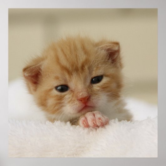 Tiny Oranje Kitten Poster (Voorkant)