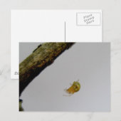 Tiny Orb Weaver Spider Briefkaart (Voorkant / Achterkant)
