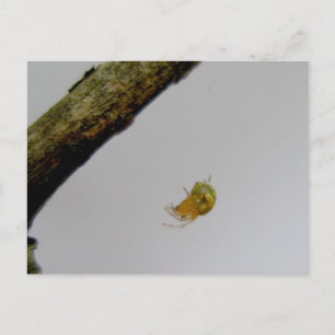 Tiny Orb Weaver Spider Briefkaart