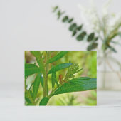 Tiny Orb Weaver Spider sur carte postale Dogbane (Debout devant)