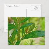 Tiny Orb Weaver Spider sur carte postale Dogbane (Devant / Derrière)