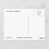 Tiny Orb Weaver Spider sur carte postale Dogbane (Dos)