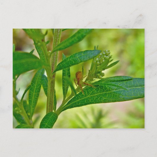 Tiny Orb Weaver Spider sur carte postale Dogbane (Devant)