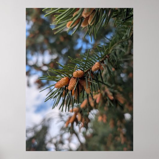 Tiny Pine Cones Poster (Voorkant)