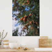 Tiny Pine Cones Poster (Keuken)