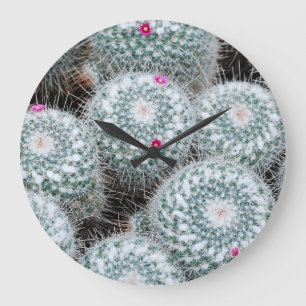 Tiny Pink Flowers Cactus Planten Grote Klok