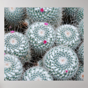 Tiny Pink Flowers Cactus Planten Poster