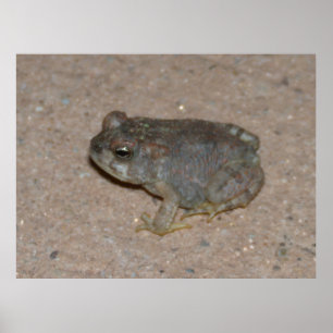 Tiny Toad Poster