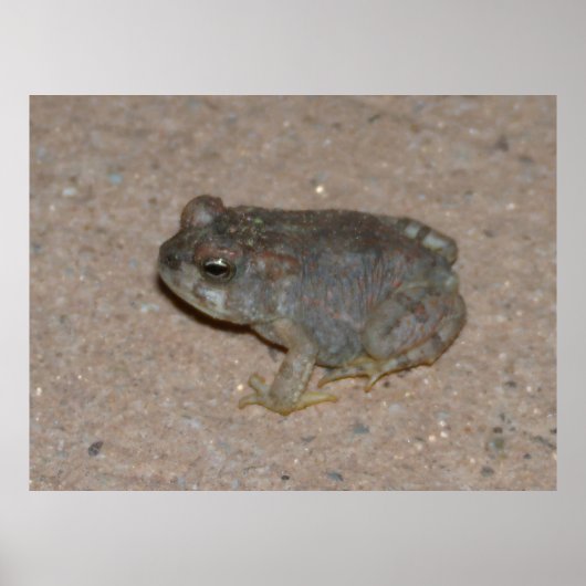 Tiny Toad Poster (Voorkant)