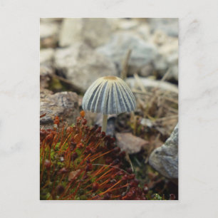 Tiny Toadstool Briefkaart