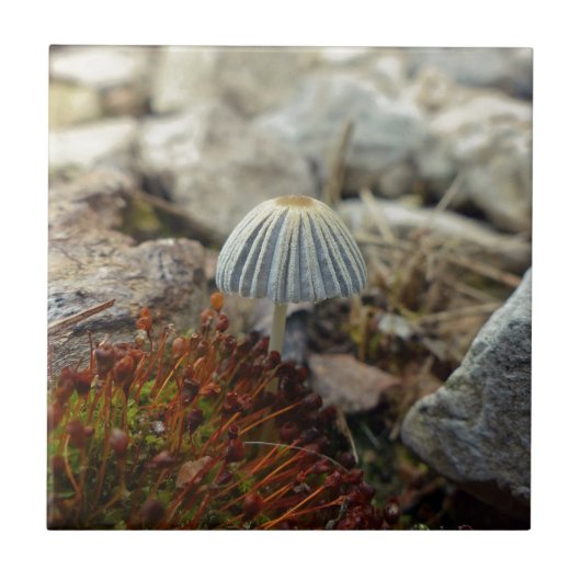 Tiny Toadstool Tegeltje (Voorkant)