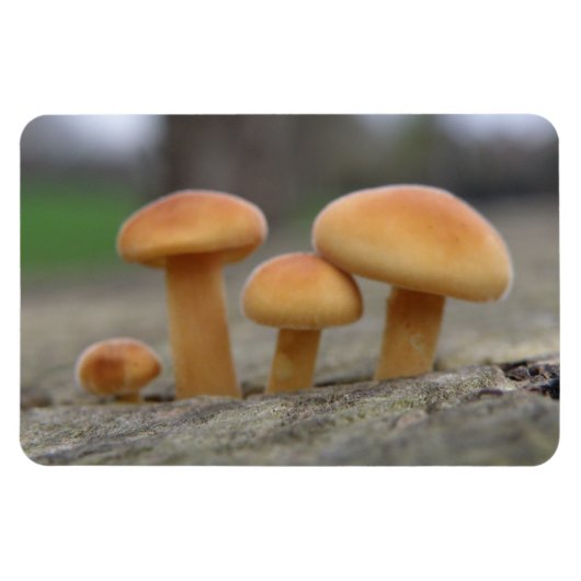 Tiny Toadstools Macro Premium Magneet (Horizontaal)