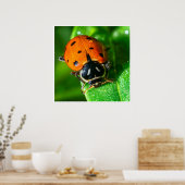 Tiny Traveler: Ladybug on a Leaf Poster (Keuken)