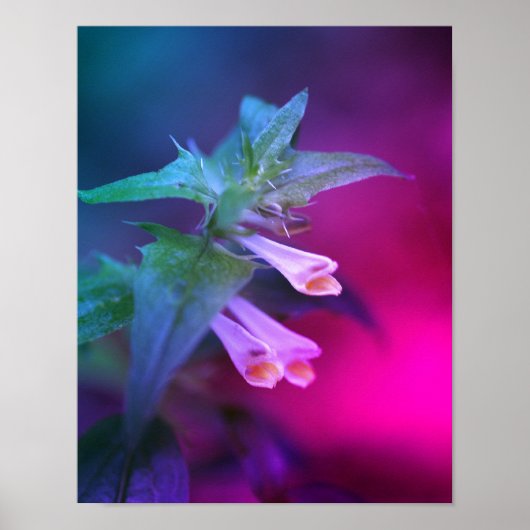 Tiny White Wildflower Close Up Tinted Poster (Voorkant)