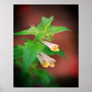 Tiny White Woodland Wildflower Close-up Poster