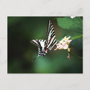 Tiny Zebra Briefkaart