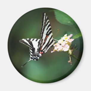 Tiny Zebra Magnet Magneet