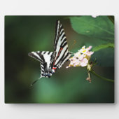 Tiny Zebra Plaque Fotoplaat (Voorkant)