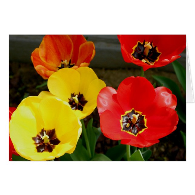 Tipteen door de... (Voorkant Horizontaal)