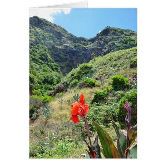 Tir d'un Indien (Canna indica purpurea) (Devant)