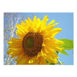 Tirage d'art de photographie de nature Tournesols